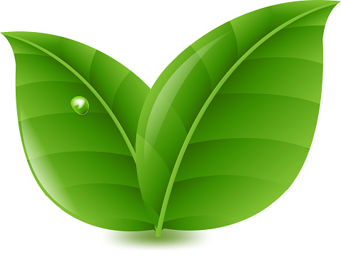 Leaf